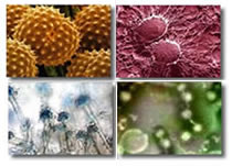 Types of microrganism