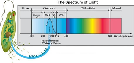 Curve of germicidal efficiency of UV radiation on pathogens depending on wavelength (nm) [14] 